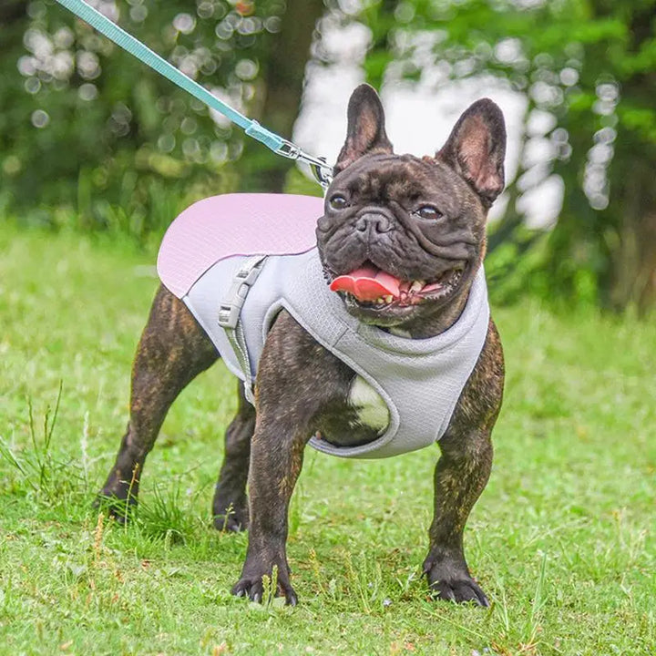 Kølevest til hunde til udendørsaktiviteter 3