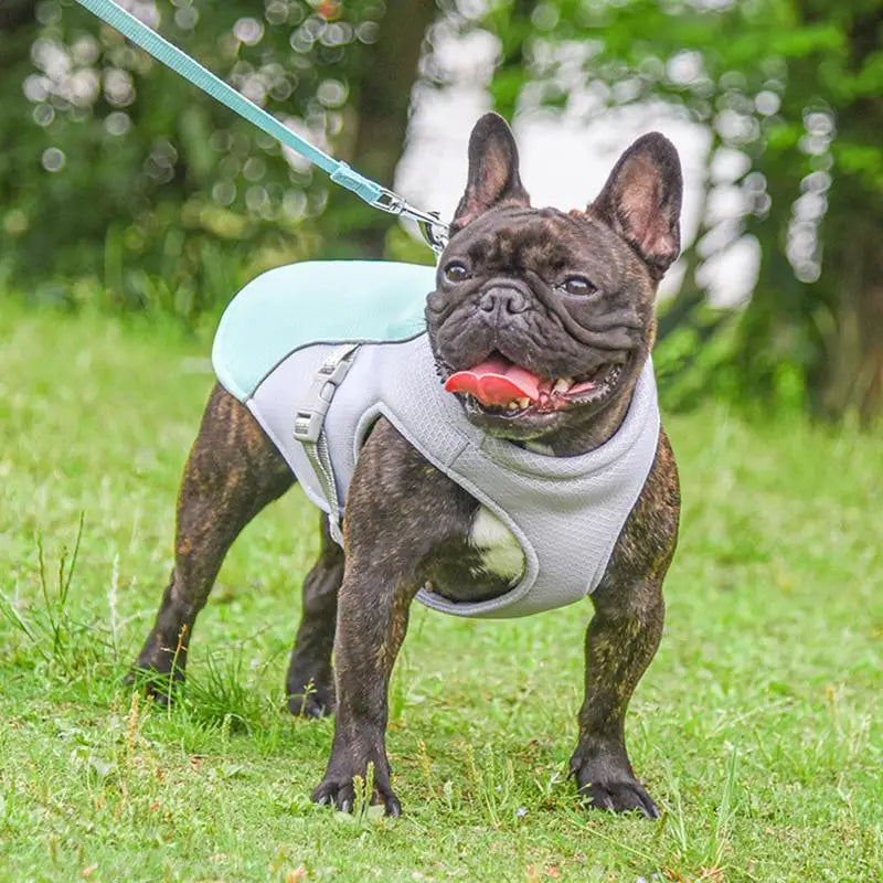 Kølevest til hunde til udendørsaktiviteter 4